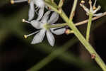 Coastal false asphodel